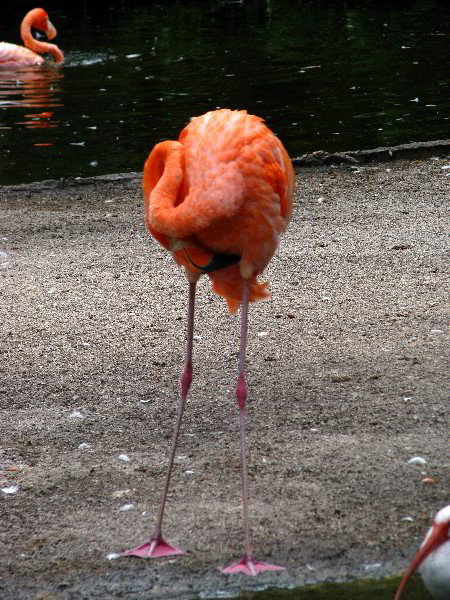 Flamingo-Gardens-Davie-FL-026