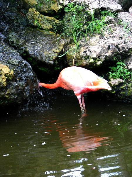 Flamingo-Gardens-Davie-FL-028