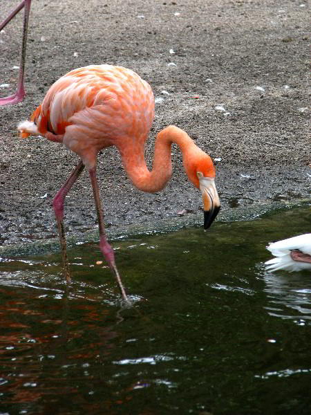Flamingo-Gardens-Davie-FL-032