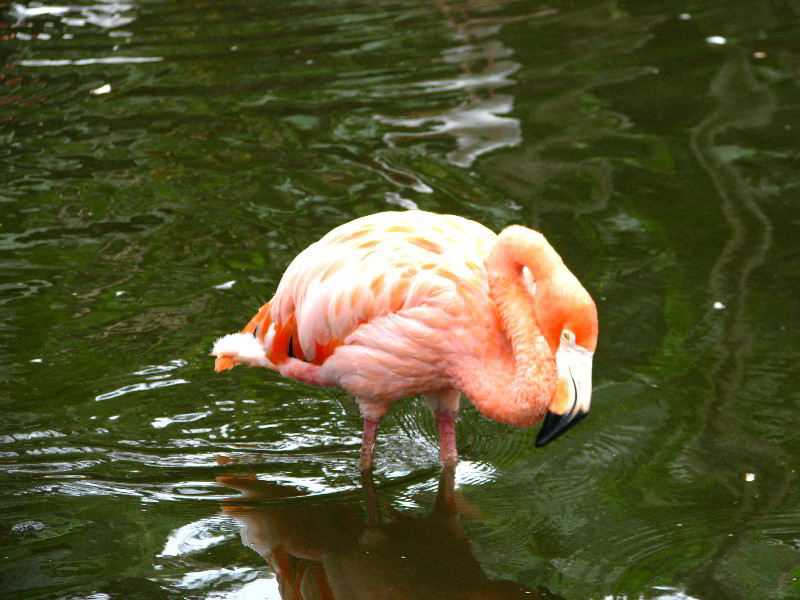 Flamingo-Gardens-Davie-FL-034