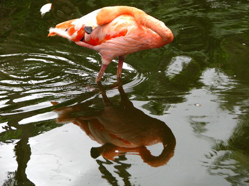 Flamingo-Gardens-Davie-FL-035