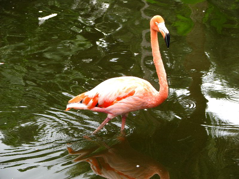 Flamingo-Gardens-Davie-FL-036