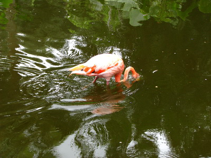 Flamingo-Gardens-Davie-FL-037