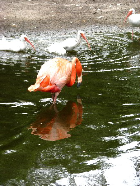 Flamingo-Gardens-Davie-FL-042