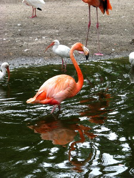 Flamingo-Gardens-Davie-FL-043