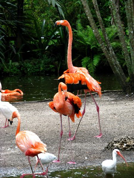 Flamingo-Gardens-Davie-FL-044