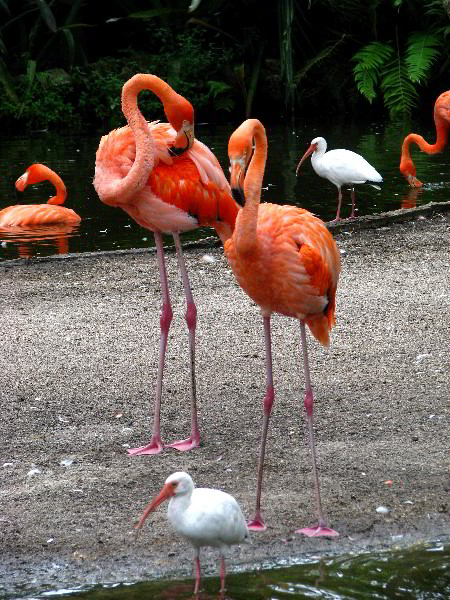 Flamingo-Gardens-Davie-FL-046