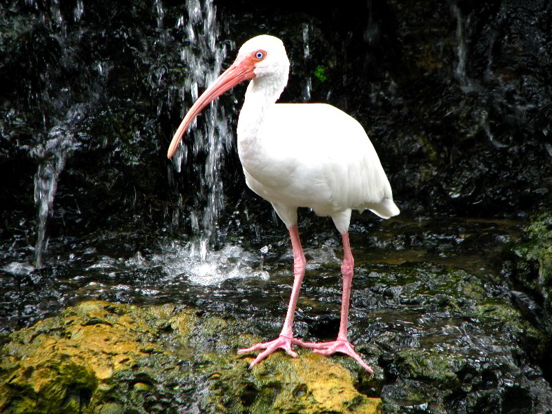 Flamingo-Gardens-Davie-FL-048
