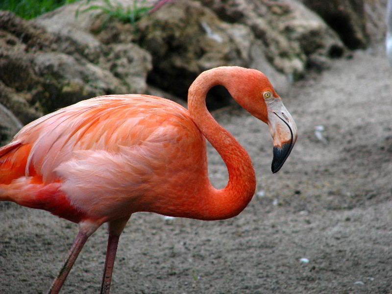 Flamingo-Gardens-Davie-FL-050