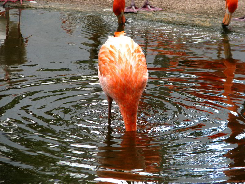 Flamingo-Gardens-Davie-FL-069