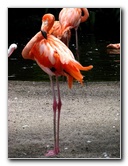 Flamingo-Gardens-Davie-FL-025