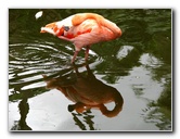 Flamingo-Gardens-Davie-FL-035