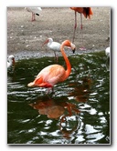 Flamingo-Gardens-Davie-FL-043