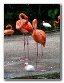 Flamingo-Gardens-Davie-FL-046