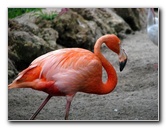 Flamingo Gardens Pictures