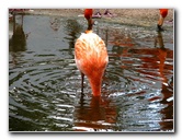 Flamingo-Gardens-Davie-FL-069