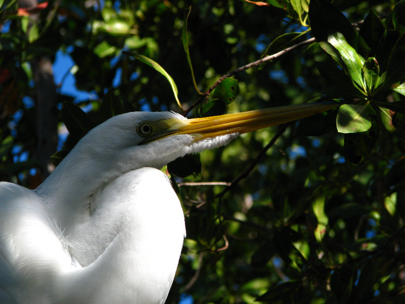 Florida-Keys-Wild-Bird-Center-Tavernier-FL-006