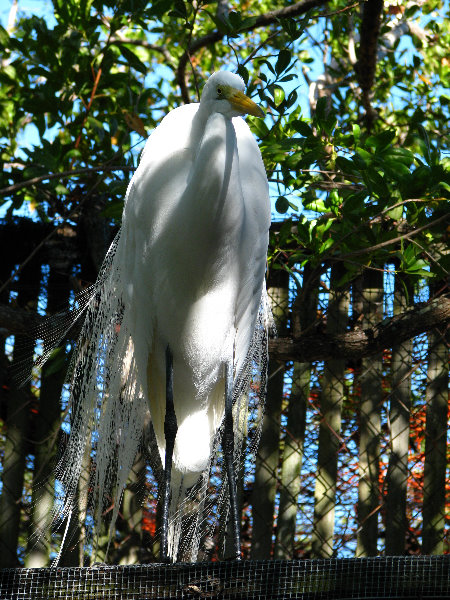 Florida-Keys-Wild-Bird-Center-Tavernier-FL-013