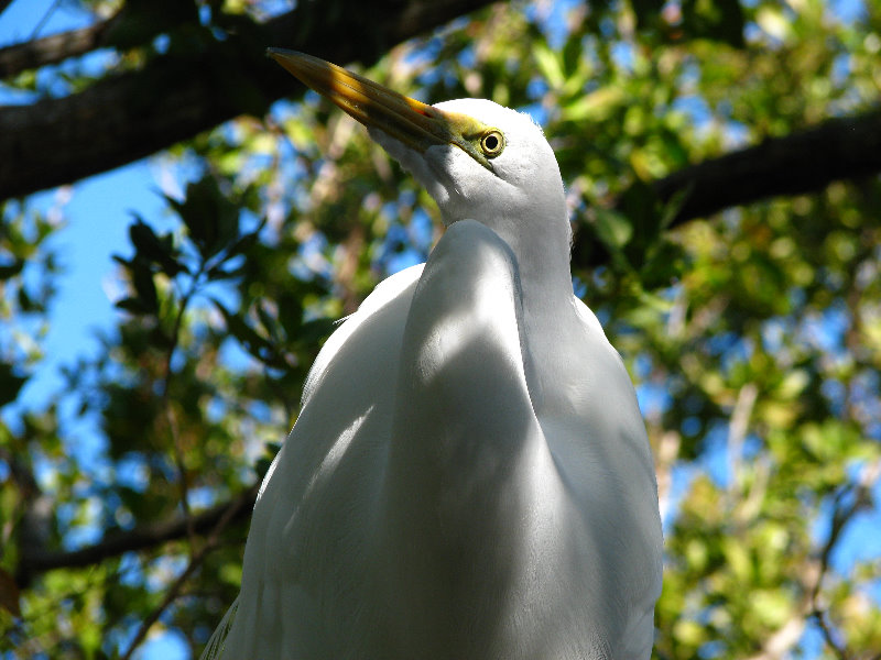 Florida-Keys-Wild-Bird-Center-Tavernier-FL-015