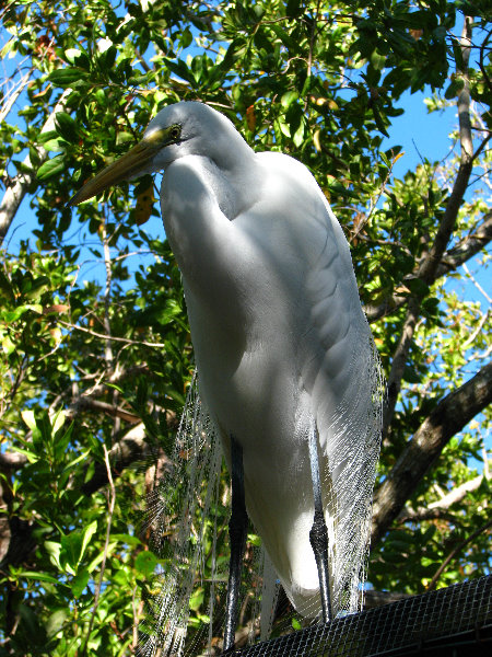 Florida-Keys-Wild-Bird-Center-Tavernier-FL-018