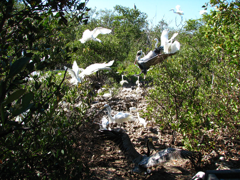 Florida-Keys-Wild-Bird-Center-Tavernier-FL-030