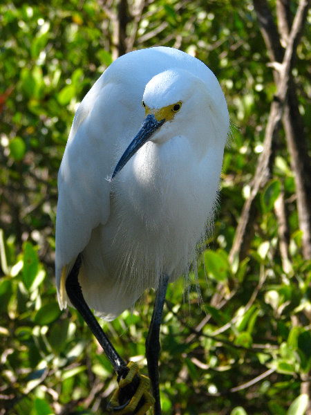 Florida-Keys-Wild-Bird-Center-Tavernier-FL-033