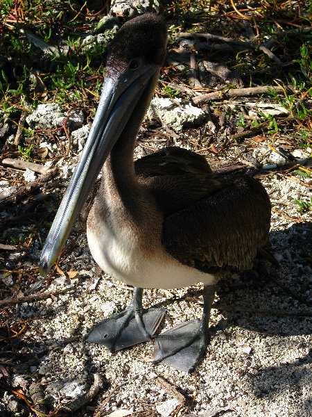 Florida-Keys-Wild-Bird-Center-Tavernier-FL-034