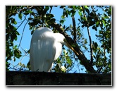 Florida-Keys-Wild-Bird-Center-Tavernier-FL-005