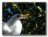 Florida-Keys-Wild-Bird-Center-Tavernier-FL-006
