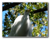 Florida-Keys-Wild-Bird-Center-Tavernier-FL-014