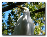 Florida-Keys-Wild-Bird-Center-Tavernier-FL-015