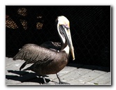 Florida-Keys-Wild-Bird-Center-Tavernier-FL-025