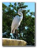 Florida-Keys-Wild-Bird-Center-Tavernier-FL-028