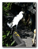Florida-Keys-Wild-Bird-Center-Tavernier-FL-029