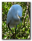 Florida-Keys-Wild-Bird-Center-Tavernier-FL-032