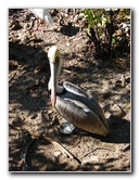 Florida-Keys-Wild-Bird-Center-Tavernier-FL-039