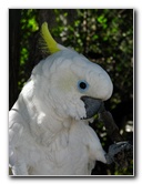 Florida-Keys-Wild-Bird-Center-Tavernier-FL-042
