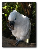 Florida-Keys-Wild-Bird-Center-Tavernier-FL-045