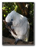 Florida-Keys-Wild-Bird-Center-Tavernier-FL-046