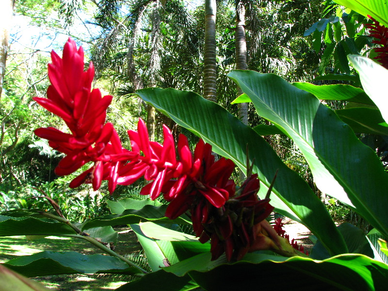 Garden-of-the-Sleeping-Giant-Nadi-Viti-Levu-Fiji-037