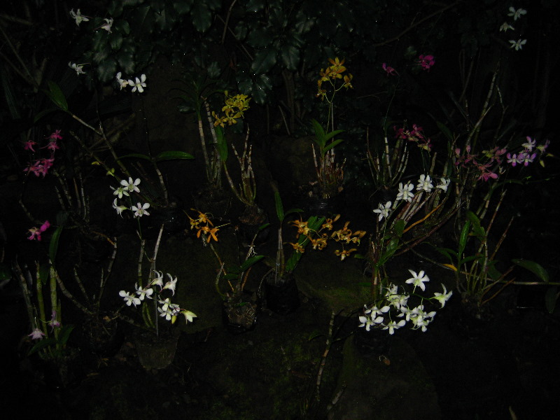 Garden-of-the-Sleeping-Giant-Nadi-Viti-Levu-Fiji-131