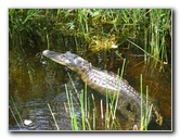 Gator-Park-Airboat-Ride-020