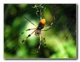 Golden-Silk-Banana-Spiders-Red-Reef-Park-Boca-Raton-FL-003