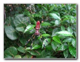 Golden-Silk-Banana-Spiders-Red-Reef-Park-Boca-Raton-FL-012