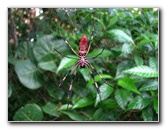 Golden-Silk-Banana-Spiders-Red-Reef-Park-Boca-Raton-FL-013