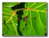 Golden-Silk-Banana-Spiders-Red-Reef-Park-Boca-Raton-FL-015