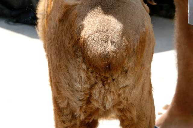 Great-Dane-Bull-Mastiff-Shaved-034