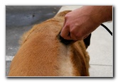 Great-Dane-Bull-Mastiff-Shaved-011