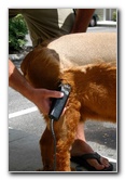 Great-Dane-Bull-Mastiff-Shaved-027