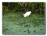Green-Cay-Wetlands-Boynton-Beach-FL-036